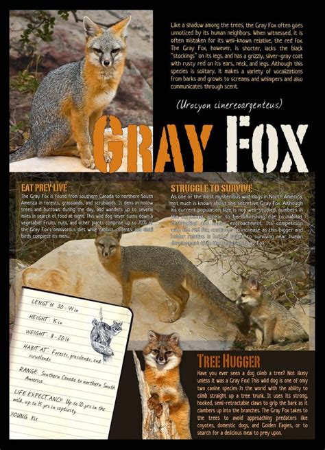 foitx|foitx fact sheet.